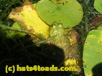 /home//u458753944/public_html/sourcegallery//Frogs/More bullfrogs/DSCN5474.JPG